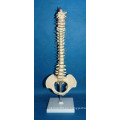 Modelo de columna vertebral de alta calidad humana con pelvis (r020718)